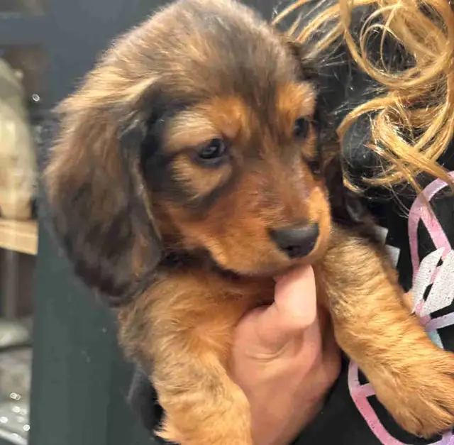 CKC Registered Mini Longhaired Dachshund Puppies