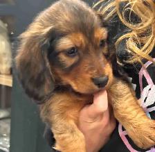 CKC Registered Mini Longhaired Dachshund Puppies