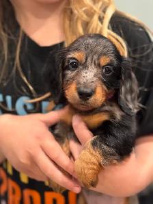 CKC Registered Mini Longhaired Dachshund Puppies - Photo 2
