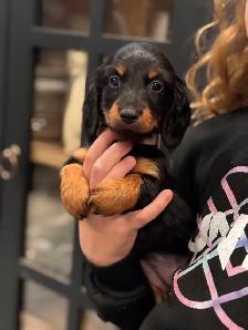 CKC Registered Mini Longhaired Dachshund Puppies - Photo 3
