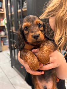 CKC Registered Mini Longhaired Dachshund Puppies - Photo 4