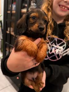 CKC Registered Mini Longhaired Dachshund Puppies - Photo 5