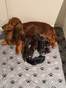CKC Registered Mini Longhaired Dachshund Puppies - Photo 6