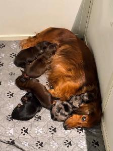 CKC Registered Mini Longhaired Dachshund Puppies - Photo 7
