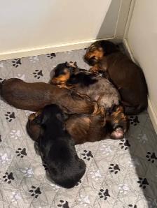 CKC Registered Mini Longhaired Dachshund Puppies - Photo 8