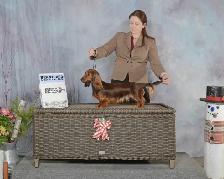 CKC Registered Mini Longhaired Dachshund Puppies - Photo 9