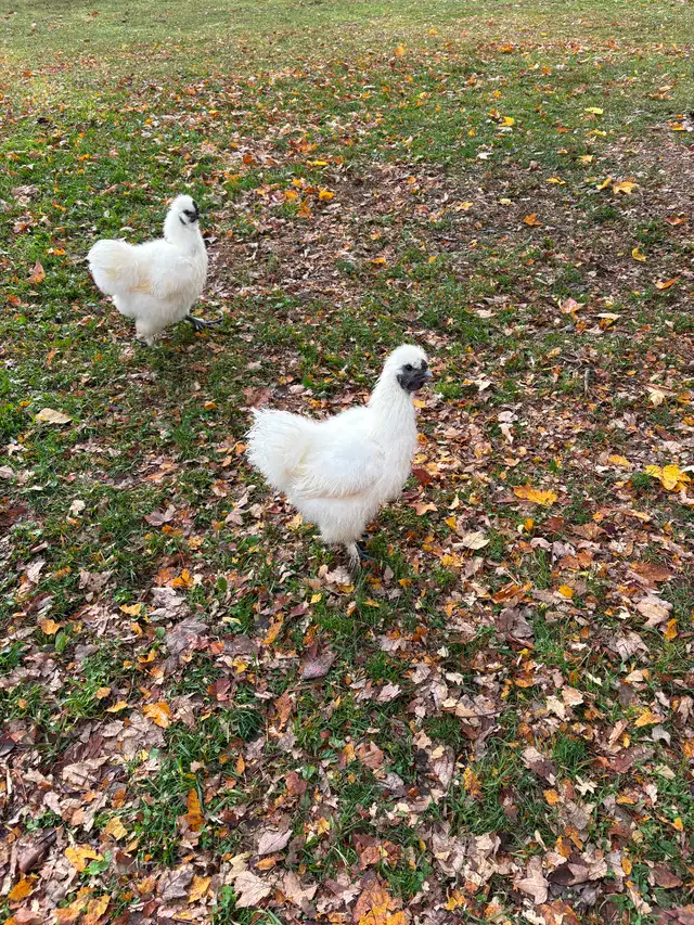 Free silkie Roosters