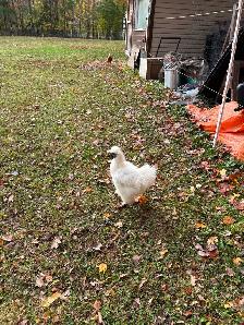 Free silkie Roosters - Photo 2