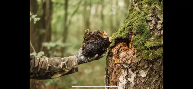 Buying Chaga Mushrooms