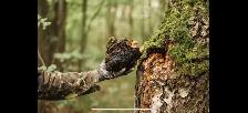 Buying Chaga Mushrooms