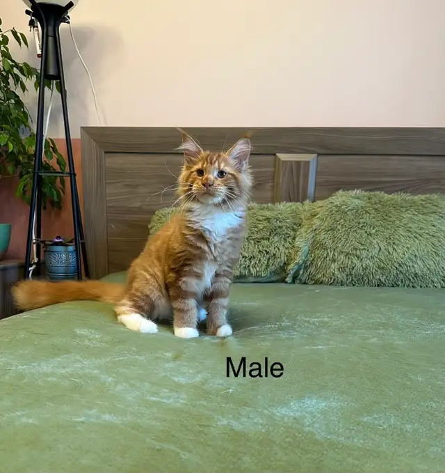 Maine Coon Kittens