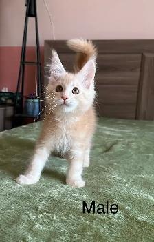 Maine Coon Kittens - Photo 2