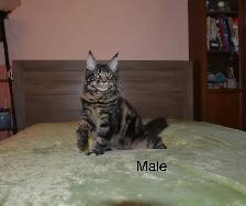 Maine Coon Kittens - Photo 3