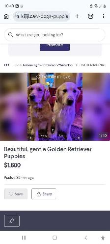 Beautiful, gentle Golden Retriever Puppies