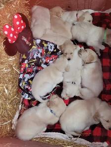 Beautiful, gentle Golden Retriever Puppies - Photo 2