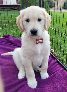 Beautiful, gentle Golden Retriever Puppies - Photo 4