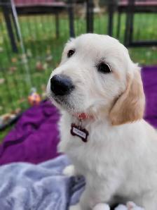 Beautiful, gentle Golden Retriever Puppies - Photo 5