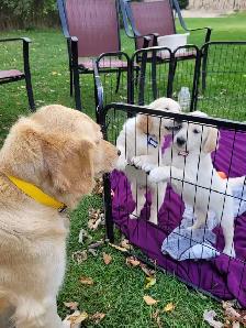 Beautiful, gentle Golden Retriever Puppies - Photo 6