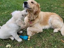 Beautiful, gentle Golden Retriever Puppies - Photo 7