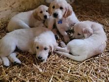 Beautiful, gentle Golden Retriever Puppies - Photo 8