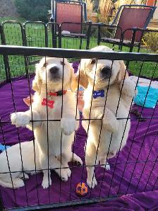 Beautiful, gentle Golden Retriever Puppies - Photo 9
