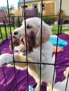 Beautiful, gentle Golden Retriever Puppies - Photo 10
