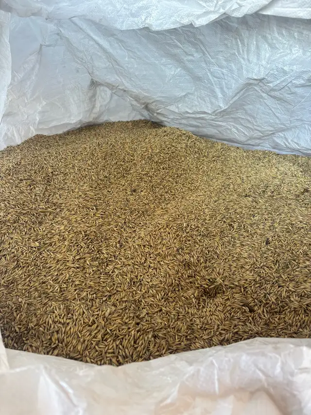 oats forsale