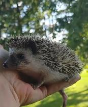 Tory Pinto baby girl hedgehog❤️ Text to reply.