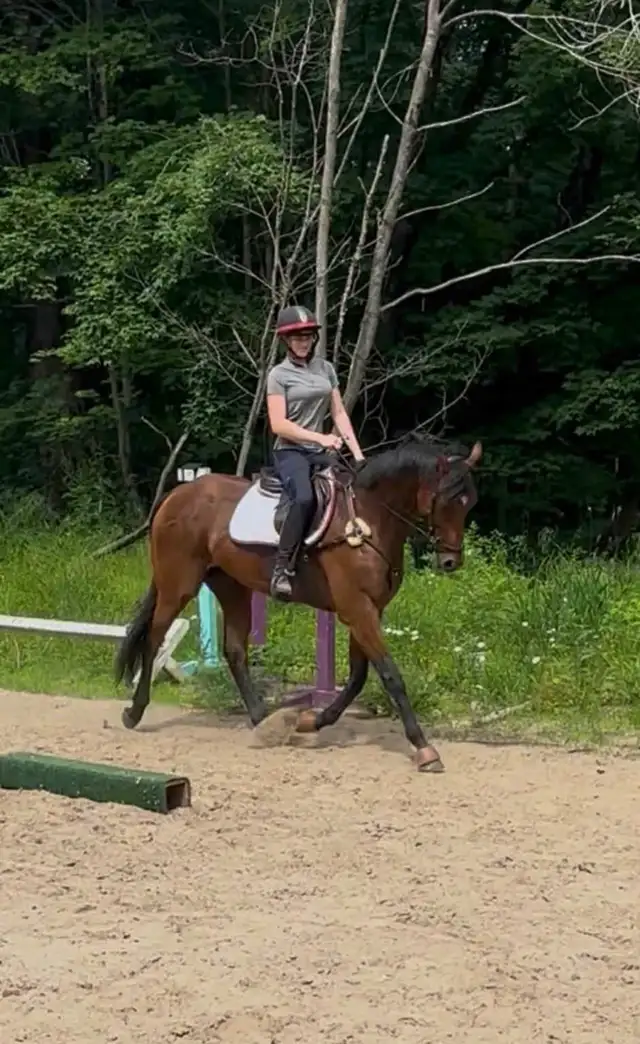 2021 ottb horse for sale