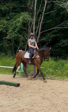 2021 ottb horse for sale