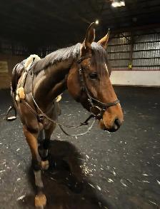2021 ottb horse for sale - Photo 2