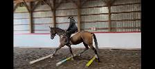 2021 ottb horse for sale - Photo 3