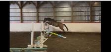 2021 ottb horse for sale - Photo 4