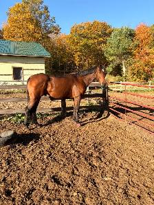2021 ottb horse for sale - Photo 5