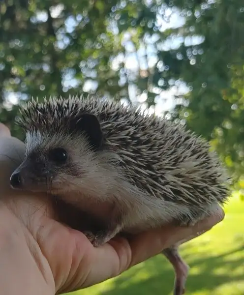 Tory Pinto baby girl hedgehog❤️ Ready to adopt (Text response on