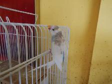 6.5 week old CALM female BABY BUDGIE for sale - Photo 2