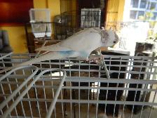 6.5 week old CALM female BABY BUDGIE for sale - Photo 3