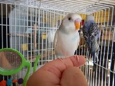 6.5 week old CALM female BABY BUDGIE for sale - Photo 5