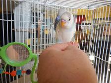 6.5 week old CALM female BABY BUDGIE for sale - Photo 9