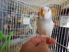 6.5 week old CALM female BABY BUDGIE for sale - Photo 10