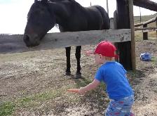 Horse Boarding Available October 15th, 2026 - Photo 5