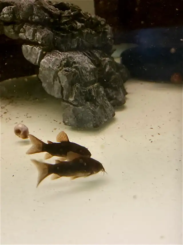 Corydoras Noirs (Lot de 6)