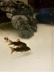 Corydoras Noirs (Lot de 6)