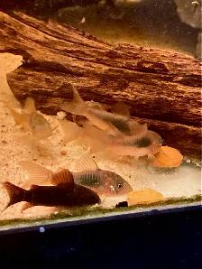 Corydoras Noirs (Lot de 6) - Photo 2