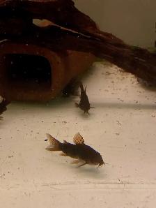 Corydoras Noirs (Lot de 6) - Photo 3
