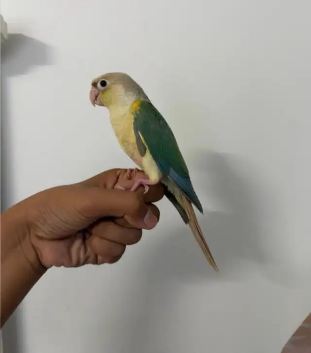 Turqouise Conure