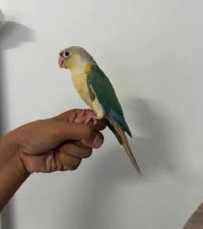 Turqouise Conure