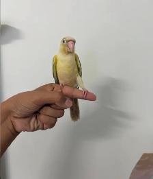 Turqouise Conure - Photo 2