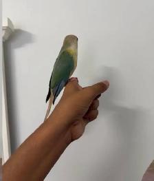 Turqouise Conure - Photo 3