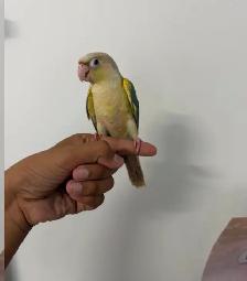 Turqouise Conure - Photo 4